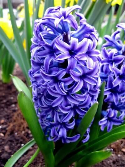 hyacinth flower
